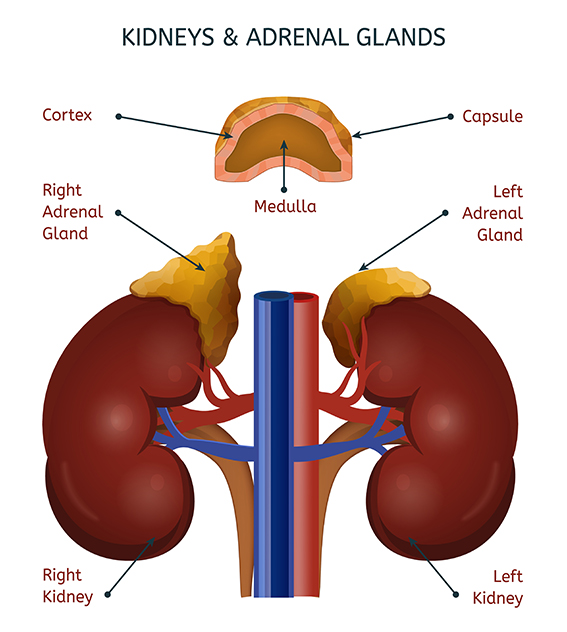 adrenal gland function